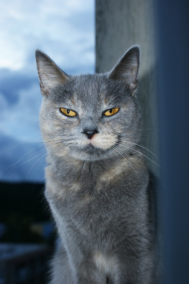 Кошка Британская гладкошёрстная серая