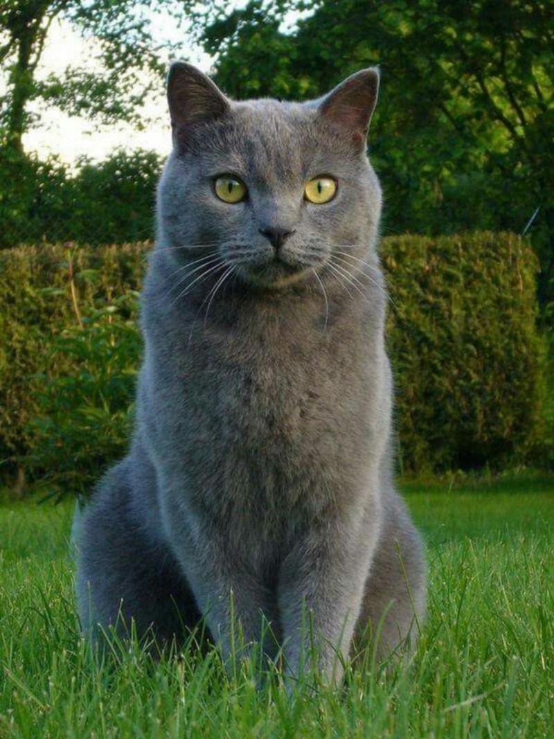 Среднерусская голубая кошка