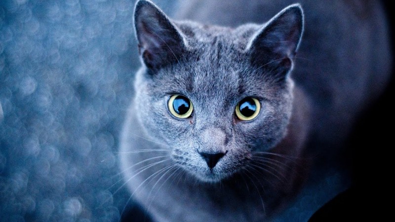 Сибирская голубая гладкошерстная