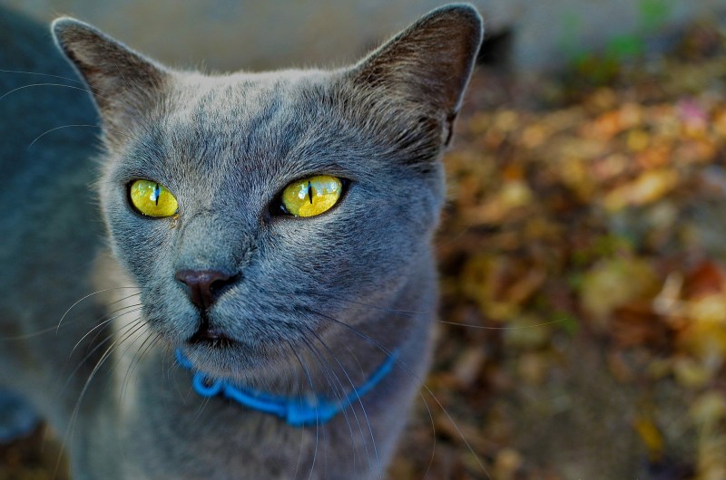 Сибирский голубая кошка короткошерстная