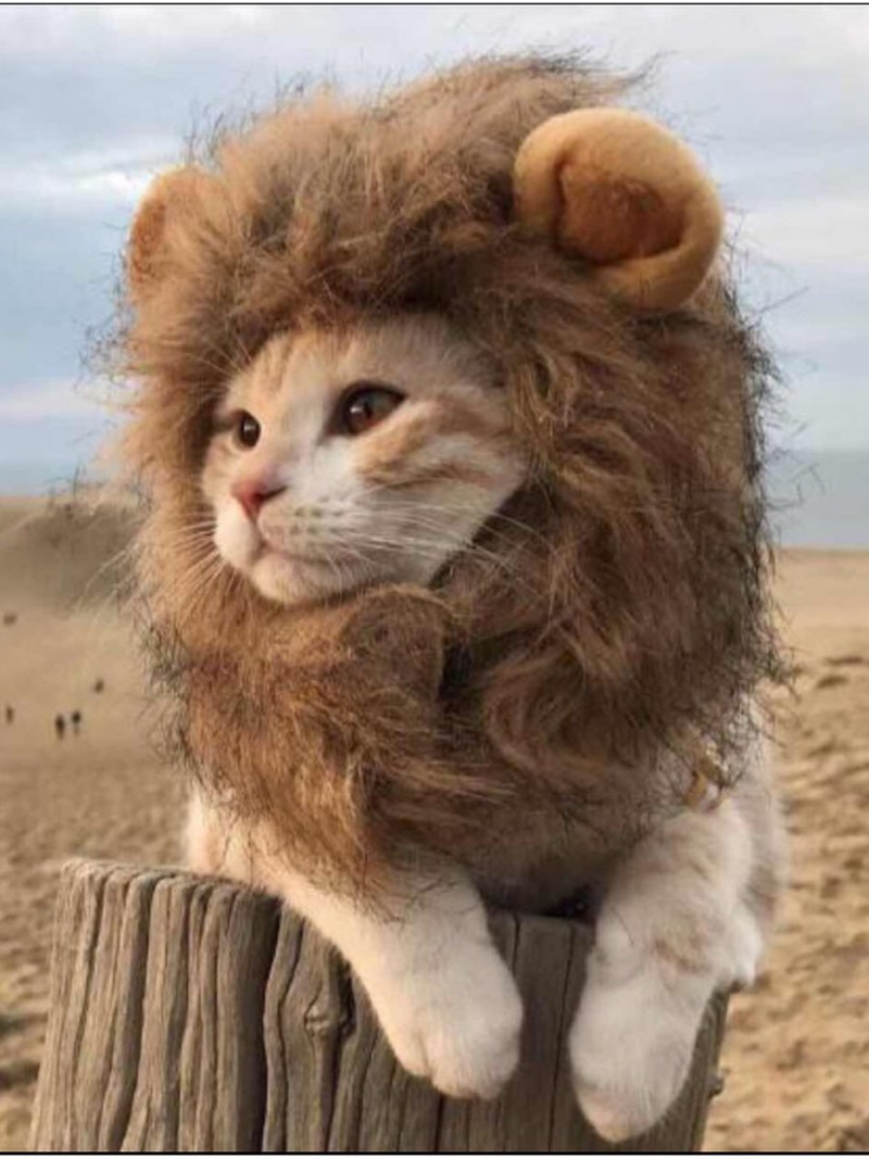 Мини Лев кошка