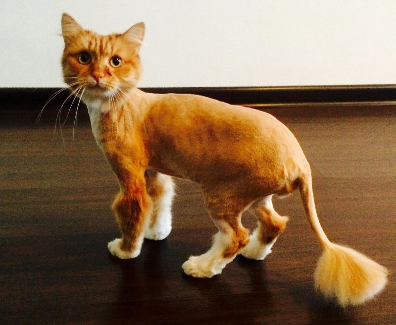 Мини Лев