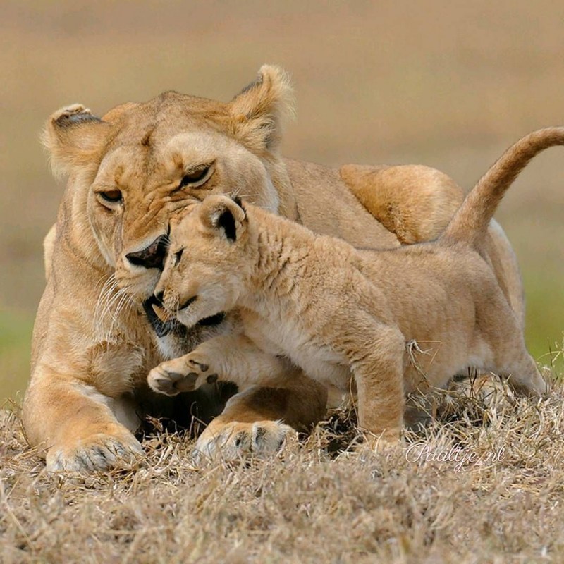 Lion Cub Safari