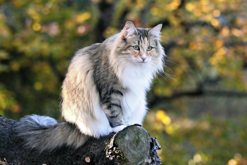 Кот породы Норвежская Лесная