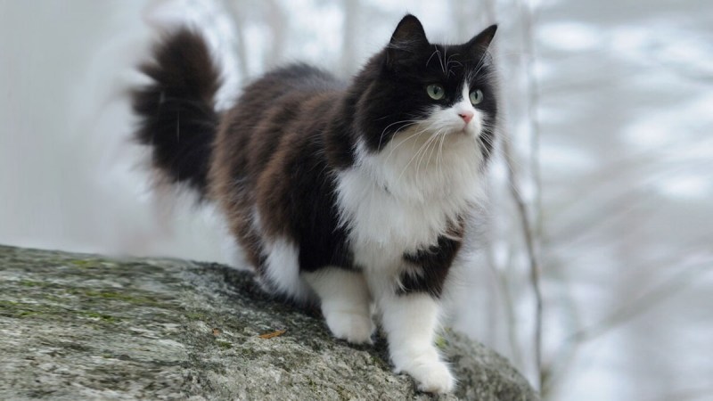 Норвежская Лесная кошка рыжая