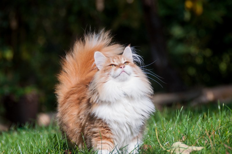 Норвежская длинношерстная Лесная кошка