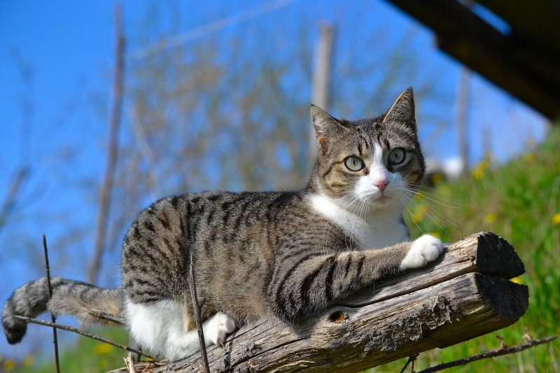 Окрас кота мышелова