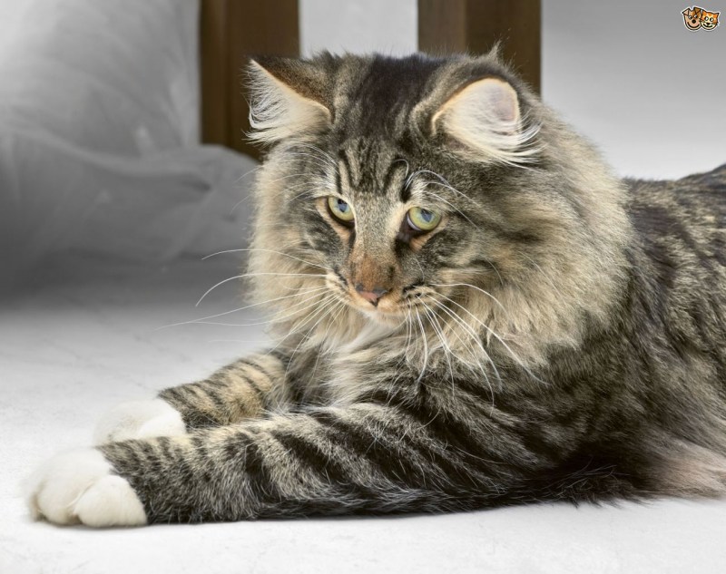Норвежская Лесная кошка короткошерстная