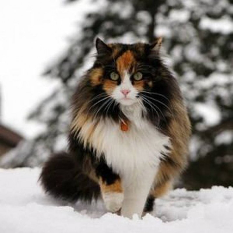 Кот дикого окраса дворовой