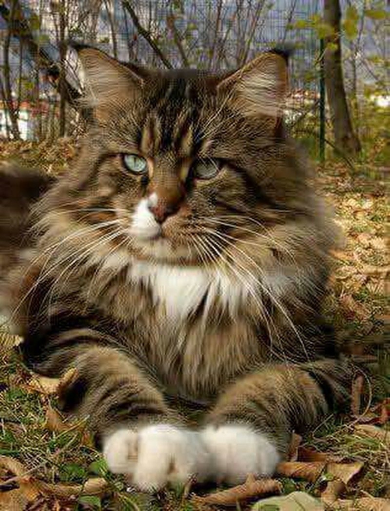 Шотландская Лесная кошка