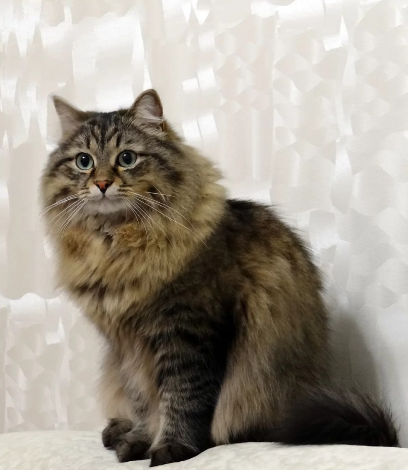 Норвежская Лесная кошка трехцветная