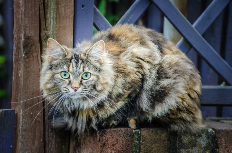 Норвежская Лесная