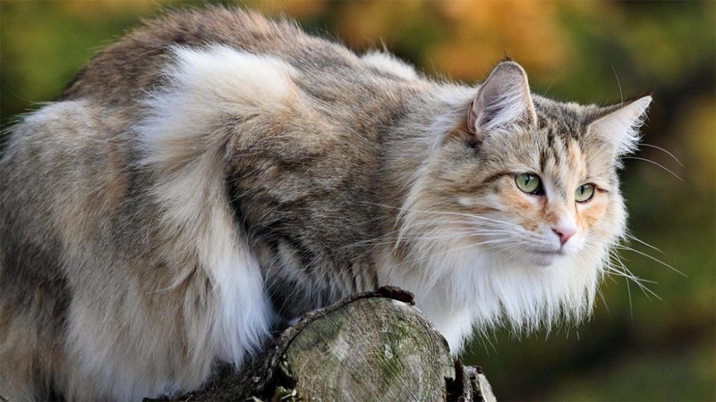 Норвежская длинношерстная Лесная кошка