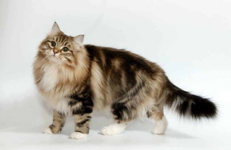 Британский Лесной кот