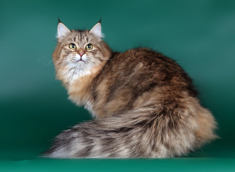 Норвежская Лесная кошка трехцветная