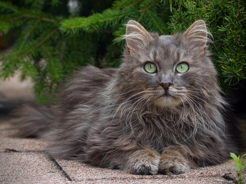 Норвежский Лесной кот