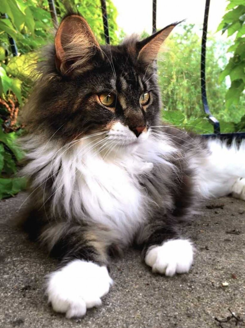 Котята лесного окраса профессиональные фото