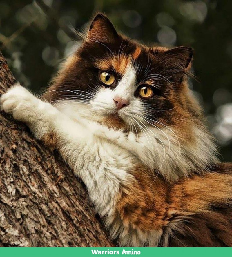 Норвежская Лесная кошка черепаховая