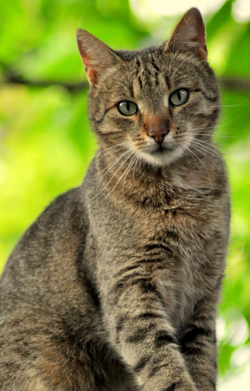 Соукок Кенийская Лесная кошка