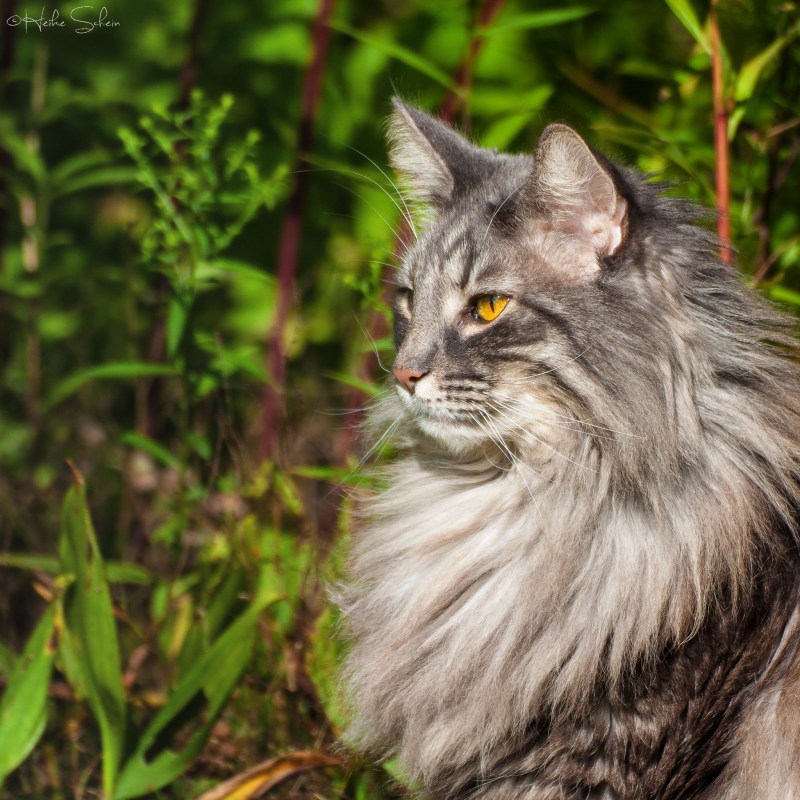 Skogkatt - Норвежская Лесная кошка.