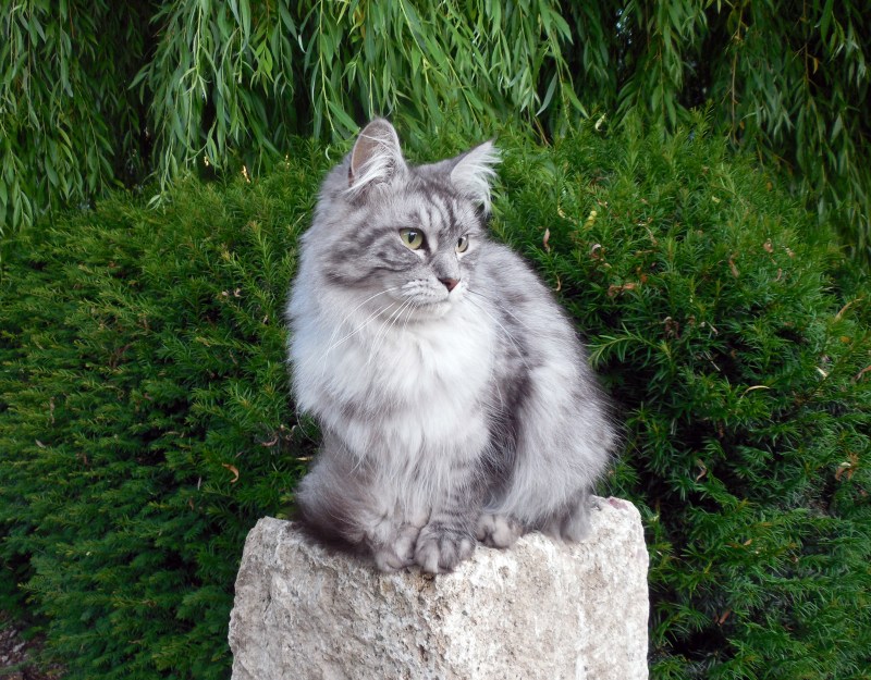 Норвежский Лесной кот и Сибирская кошка