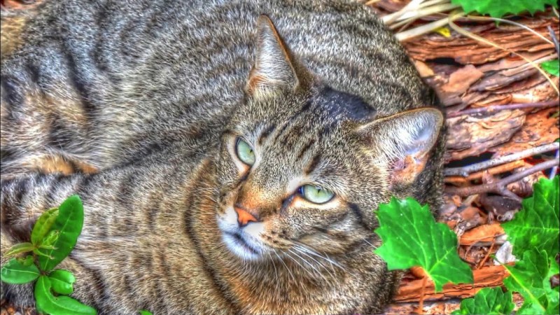 Коты коты коты коты клты коты коты коты коты коты коты коты коты коту