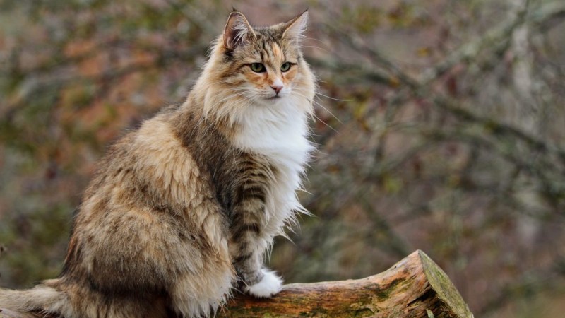 Норвежская Лесная кошка короткошерстная