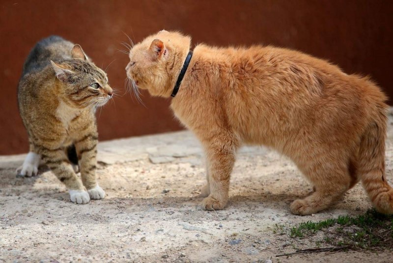 Коты ссорятся