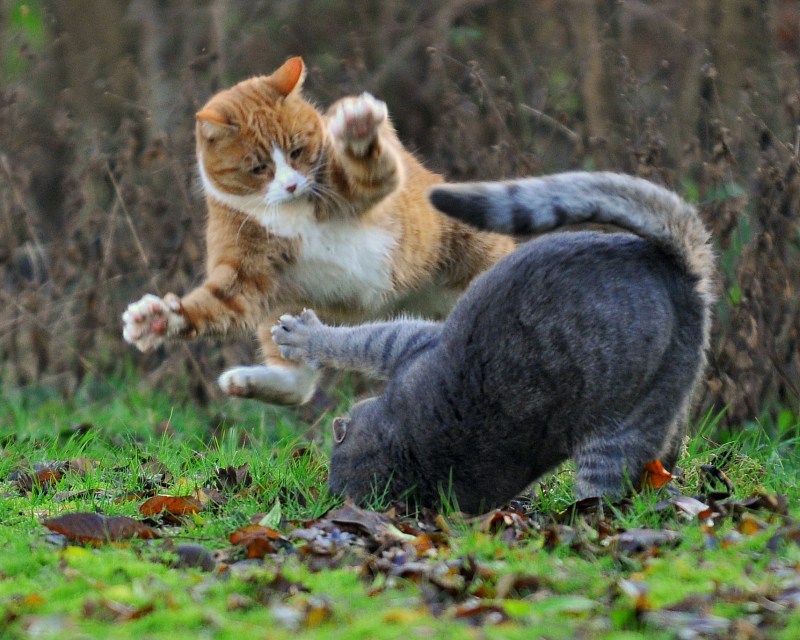 Котята дерутся