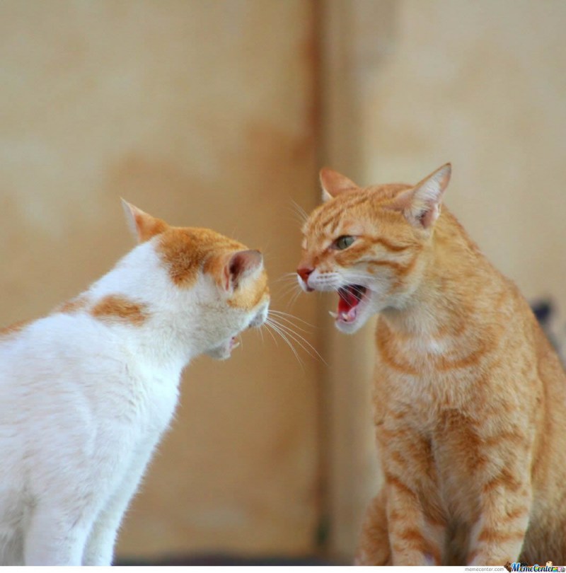 Коты орут друг на друга