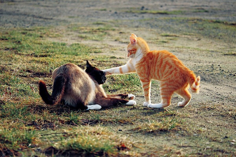 Котята дерутся
