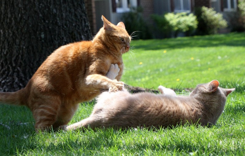 Котята дерутся