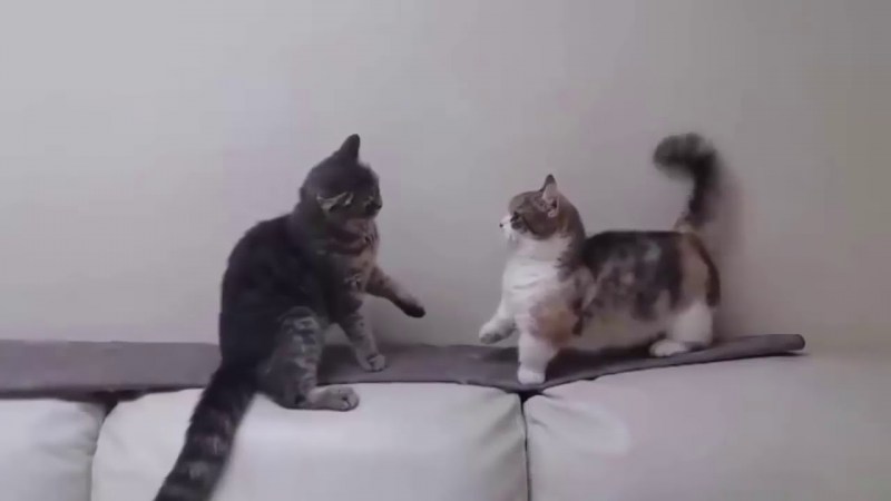 Котик дерется лапой