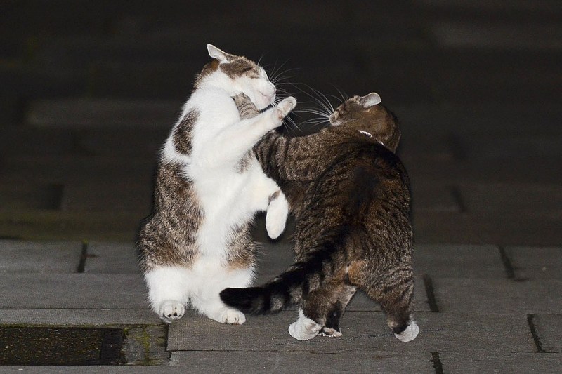 Котята дерутся