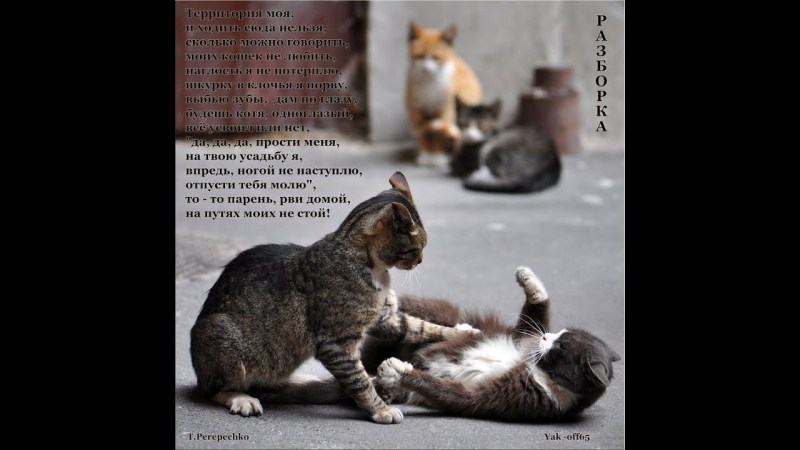 Котята дерутся