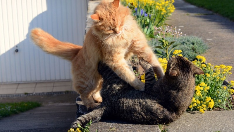 Коты сцепились хвостами