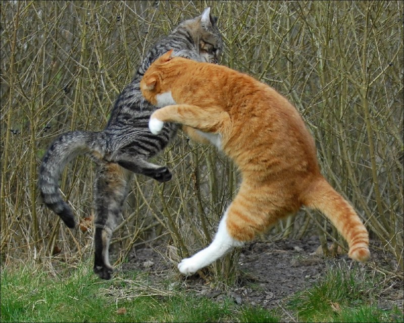 Котята дерутся