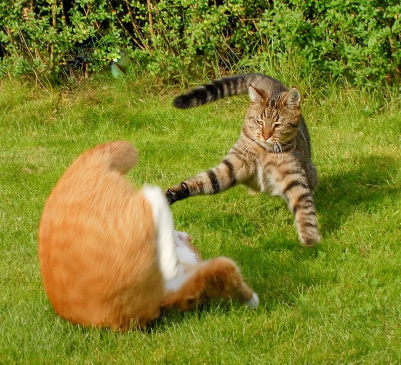 Коты дерутся
