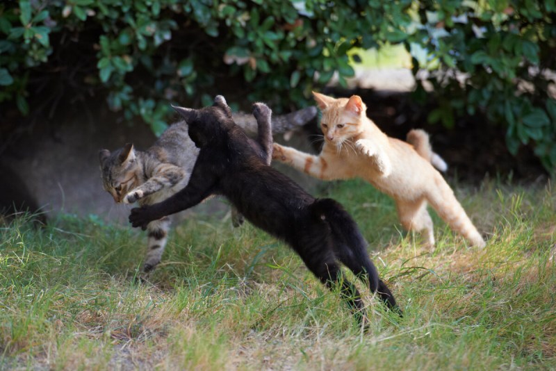 Коты дерутся
