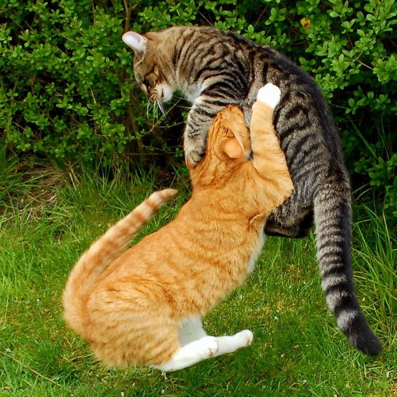 Коты дерутся