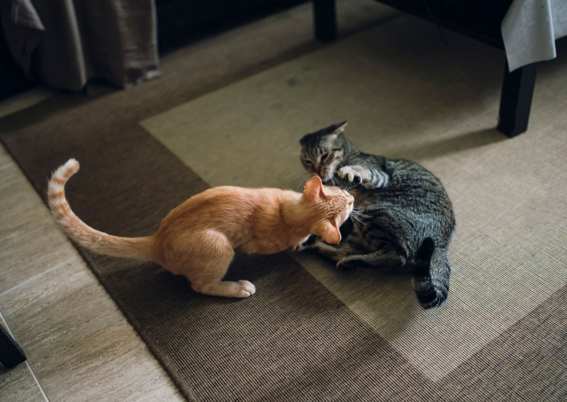 Дом для кошки