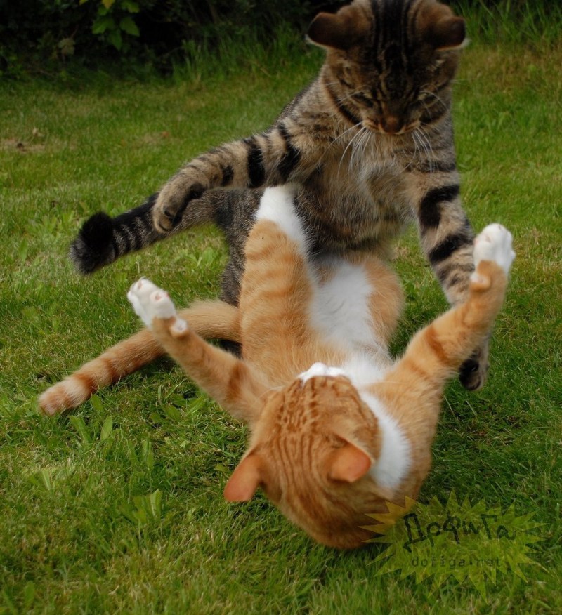 Котята дерутся