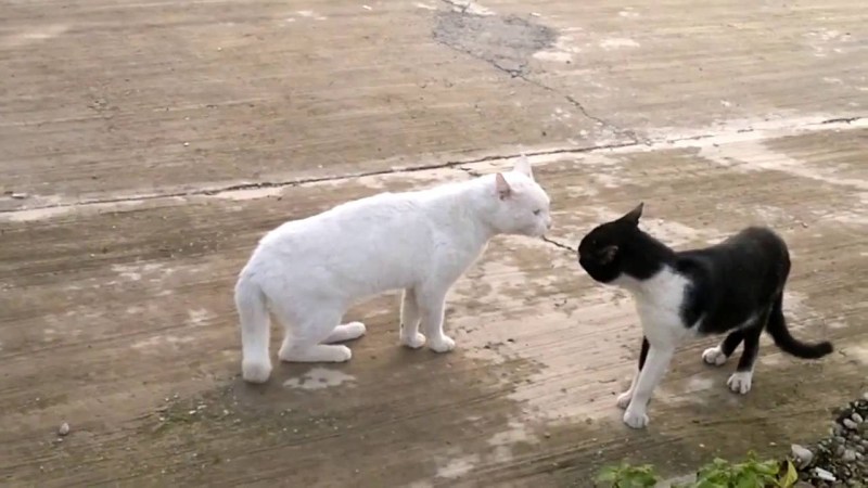 Драка котиков
