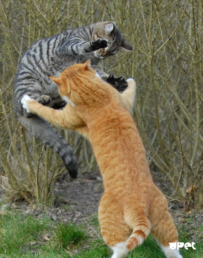 Коты дерутся