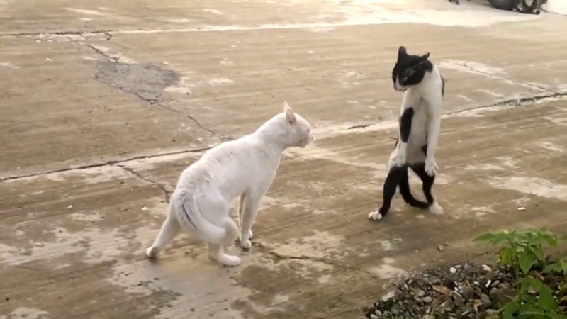 Кот перед дракой