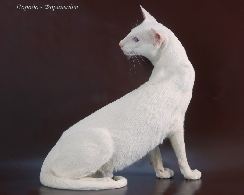 Форин Вайт кошка