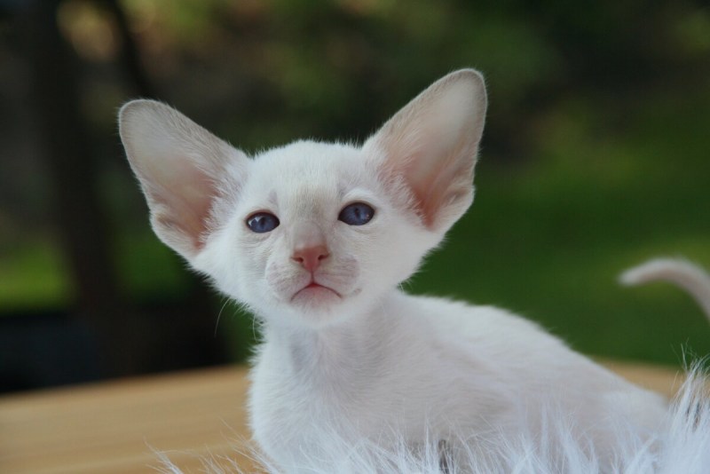 Кот белый Длинноухий