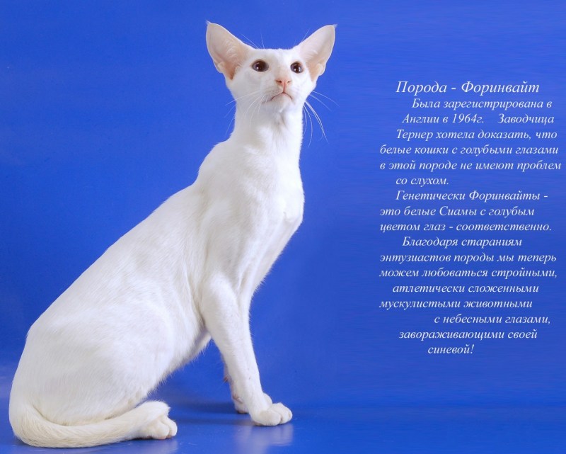 Ориентальная порода Форин Вайт