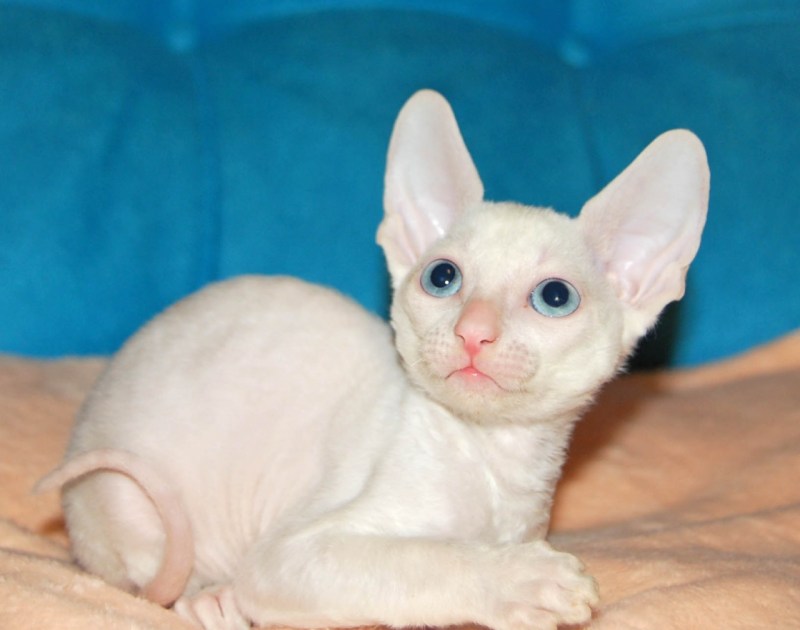Корниш рекс белый котенок