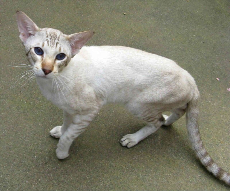 Кошки породы Яванез